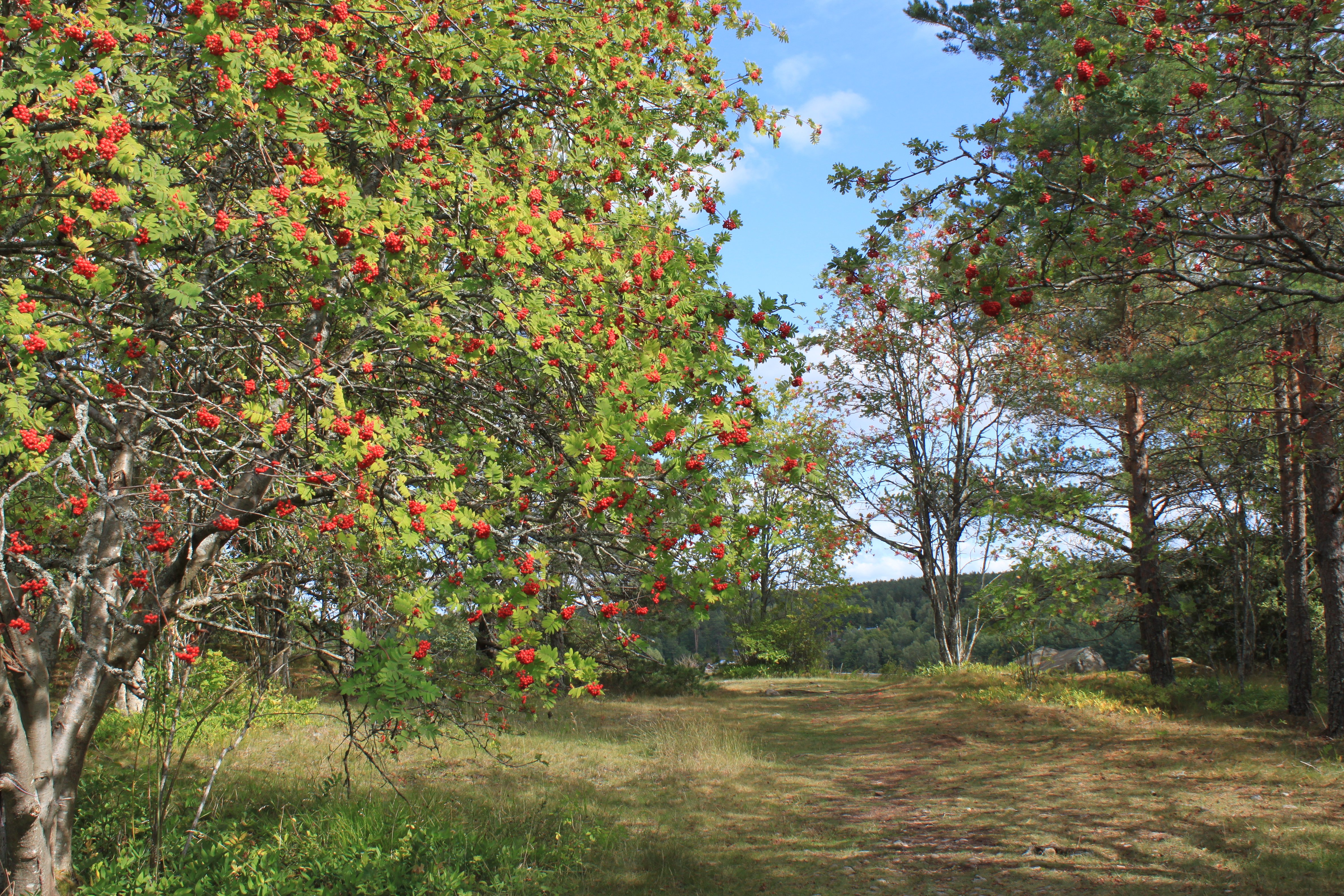 En stig av gräs och jord går genom ett naturområde med många rönnträd runtom. Det är gott om röda rönnbär på träden.
