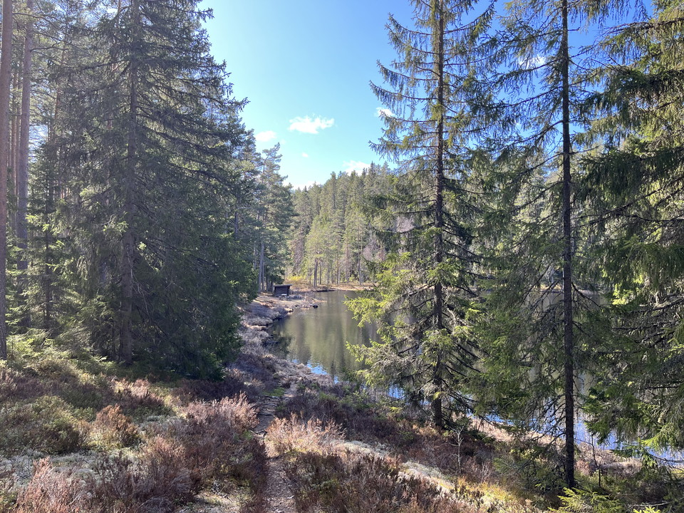 Vy över tjärnen