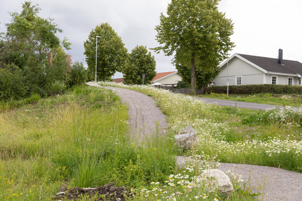 Vy över pumptracken. Backen ner från starten innan första kurvan.