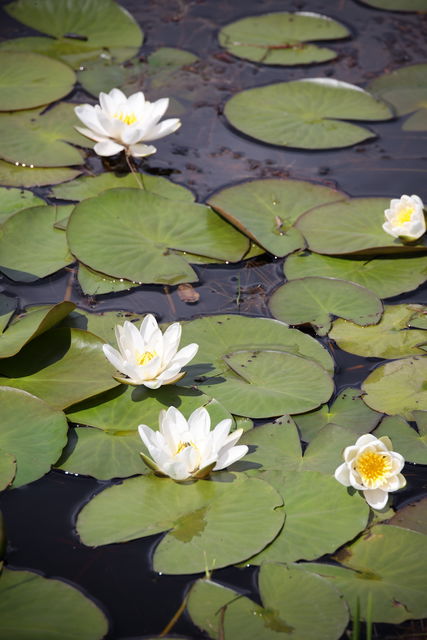 Foto: Niklas Kämpargård