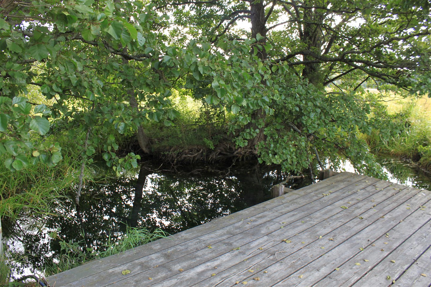En träplattform utan kanter står vid en vattenkälla. Det är nära till vattnet från plattformen och runtomkring växer många träd.