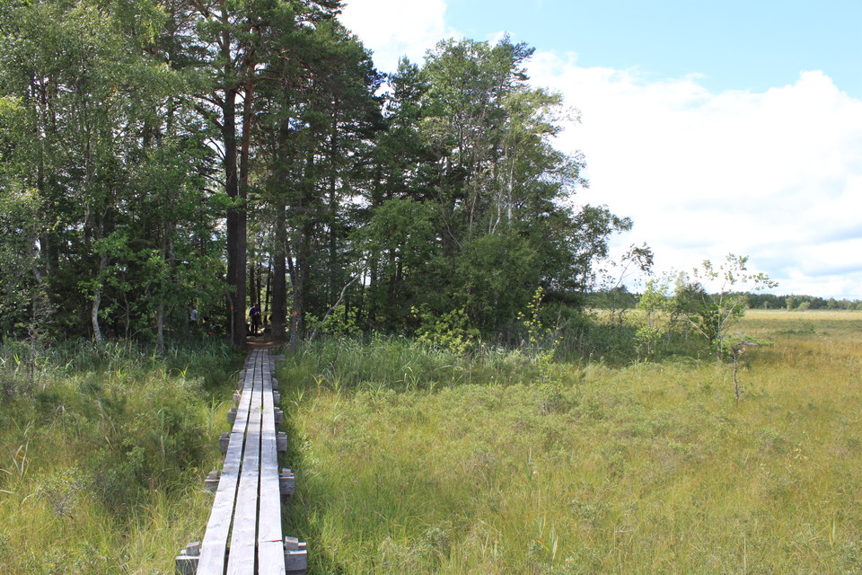 En träspång leder över myrmark in i en liten skogsdunge.