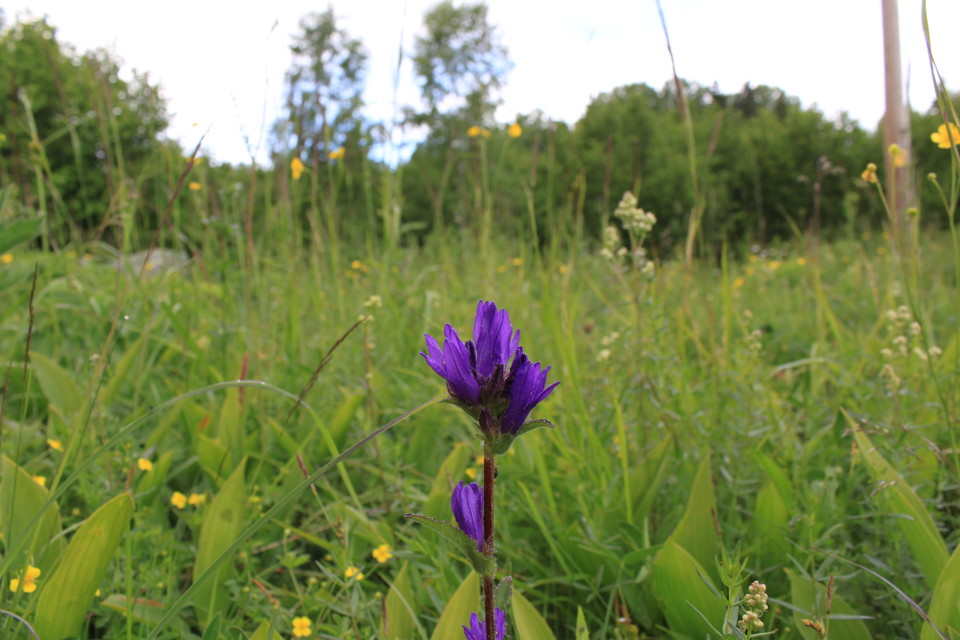 Närbild av en lila blomma på en äng.