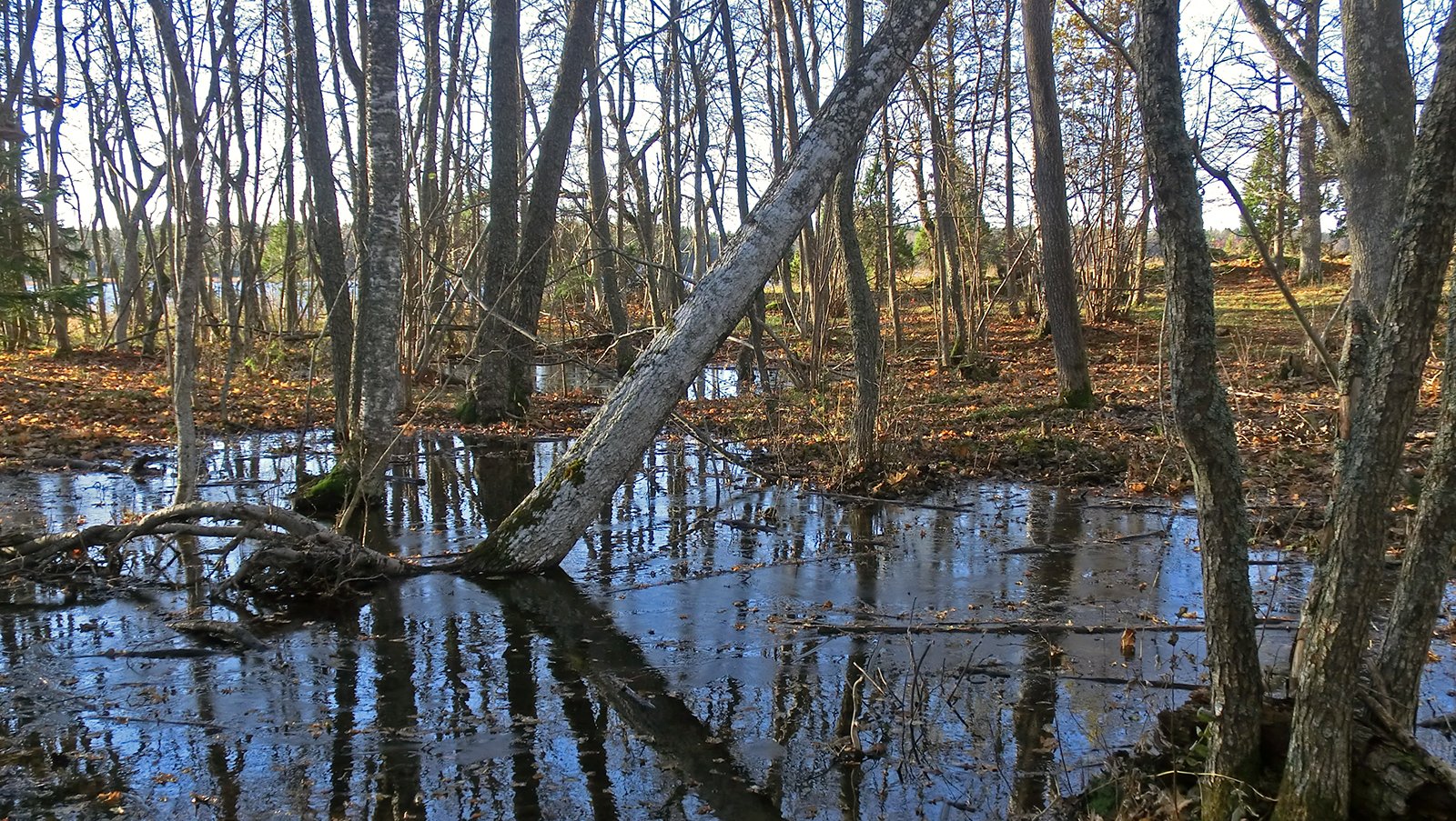 Do not miss the intriguing flooded forest inside the nature reserve.