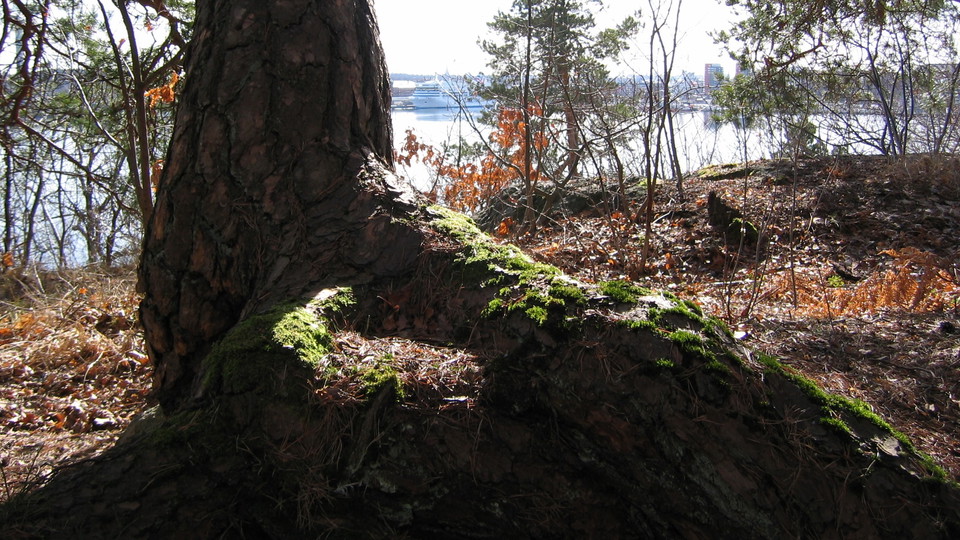 Mossbeklädd tallrot. Foto Lidingö stad