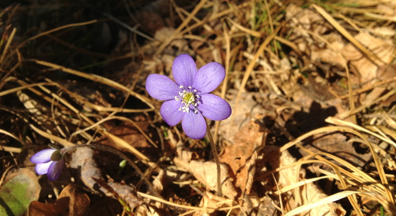 På våren kan du se blåsippor.