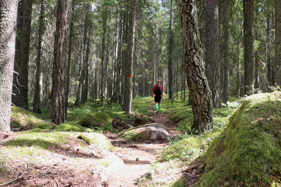 En person går på en stig i skogen, orangemarkering på träd.