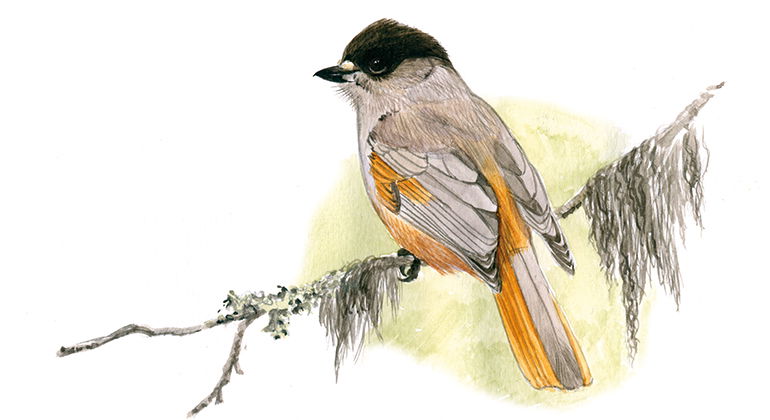 Lavskrikan är en sällskaplig fågel som trivs i gamla naturskogar. Illustration Jonas Lundin