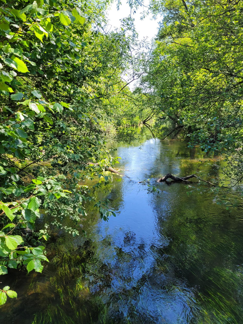 Rönne å vid Billingemölla naturreservat i Eslövs kommun.
