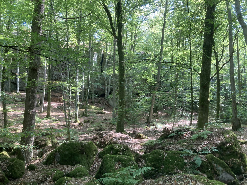 Ädellövskog.