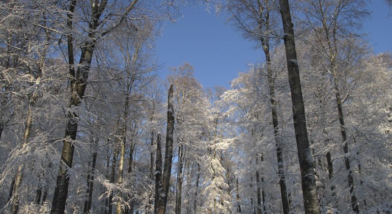 Träd i reservatet en kall vinterdag, vilket synd på löven som är vita av frost.