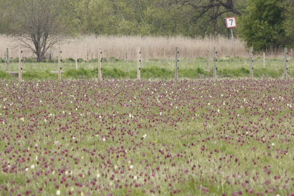 En blomsteräng med massor av lila och vita blommande kungsängsliljor på.