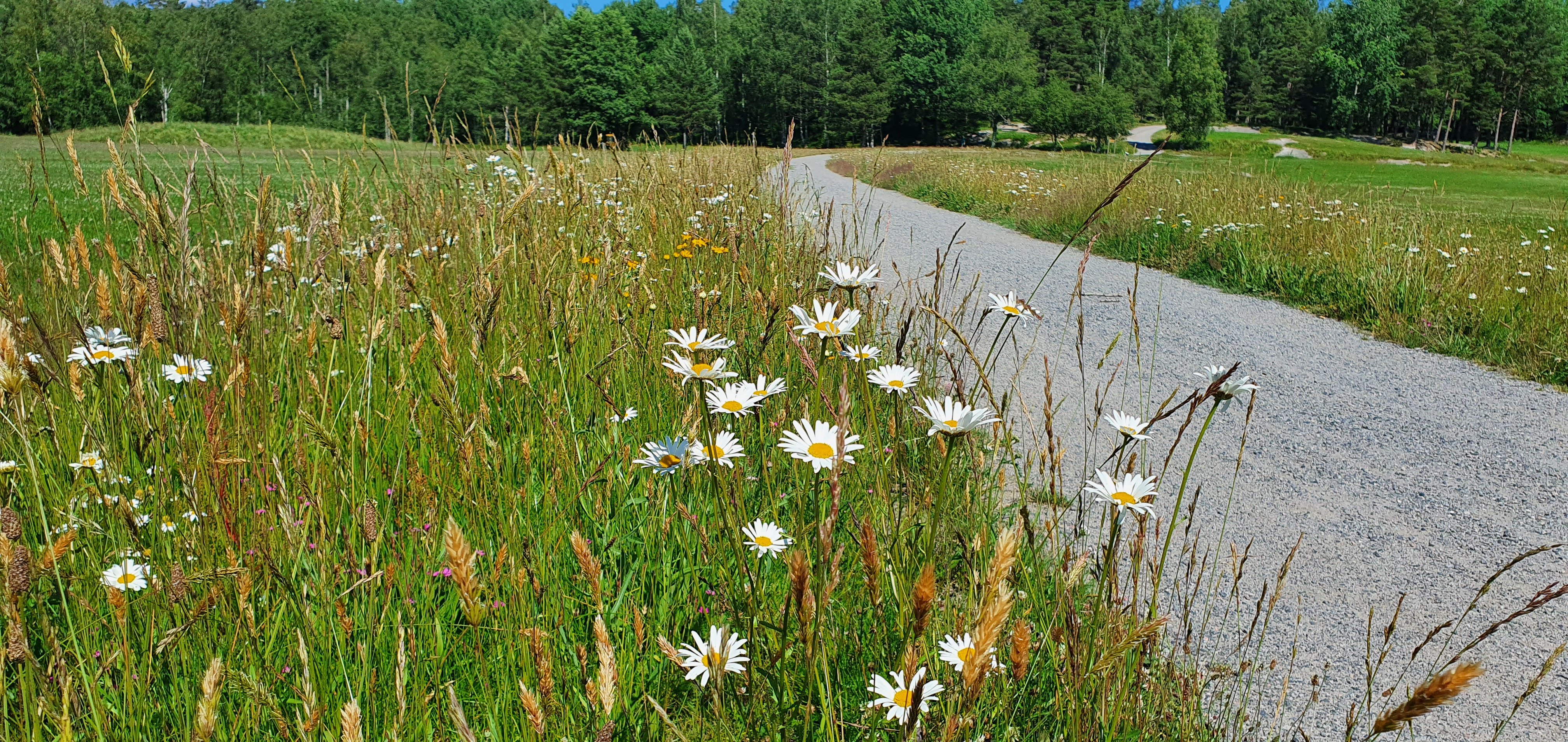 Blommor längs en grusväg. I förgrunden blommar de vita prästkragarna med gul färg i mitten..