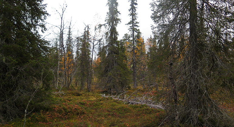 Gammal granskog blandat med lövträd.