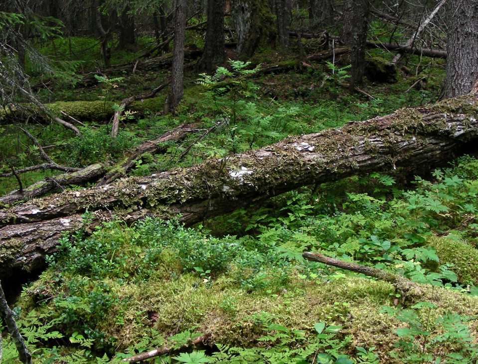 Asplåga från Helvetesmyrkälen