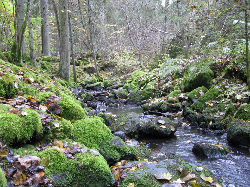 En bäck rinner över mosstäckta stenar. Terrängen runtom är mycket ojämn och sluttande.
