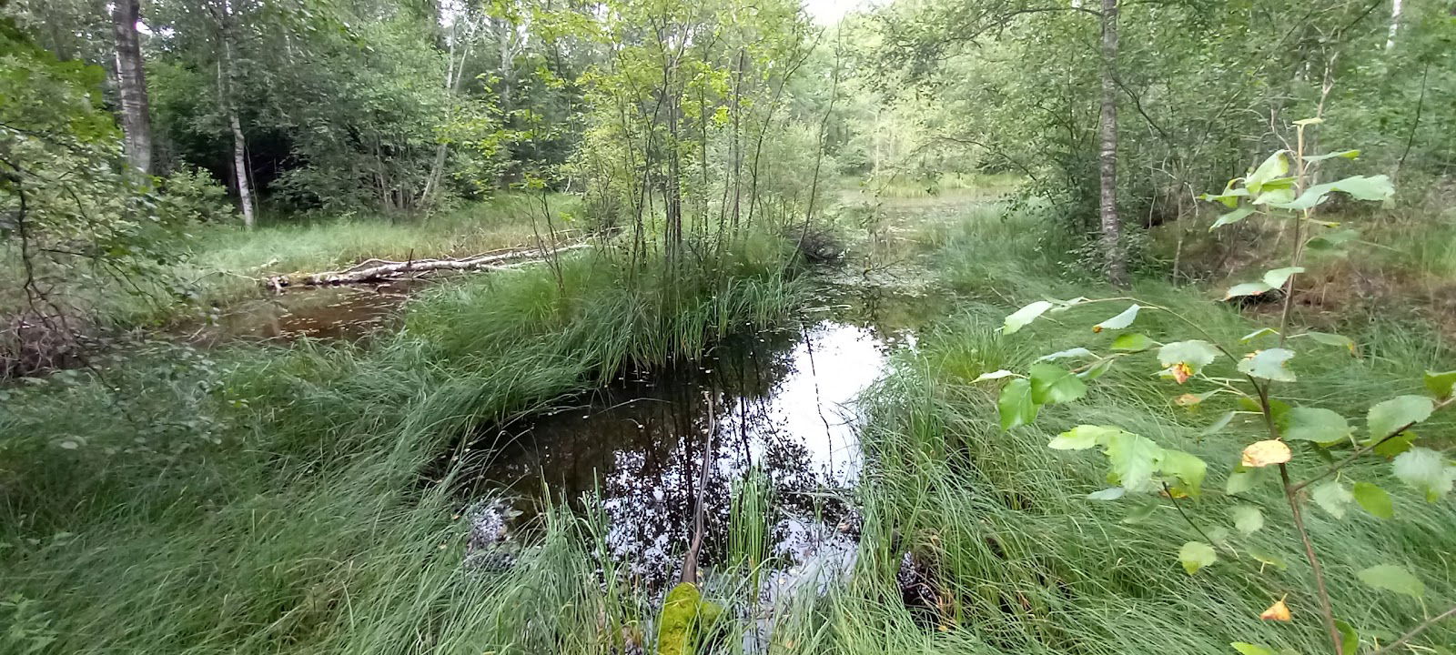 Räfshalen naturområde Klippan
