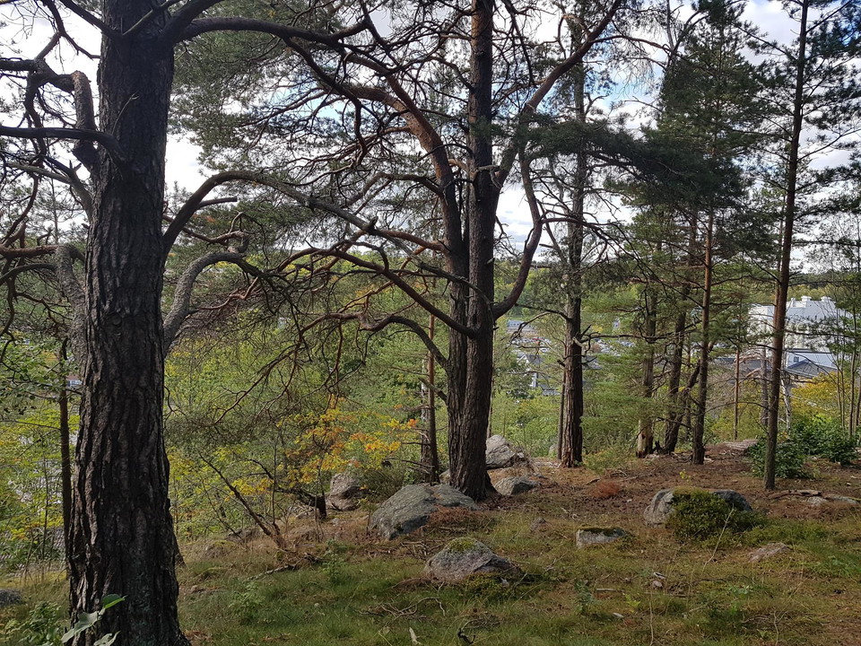På Folkparksbergets västra del hittar du äldre tallar och utsikt över stationsområdet.