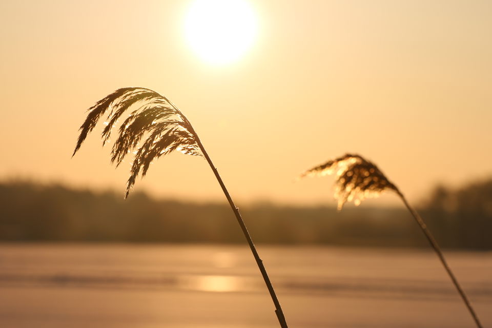 Gräsvippa i närbild med en stark sol.