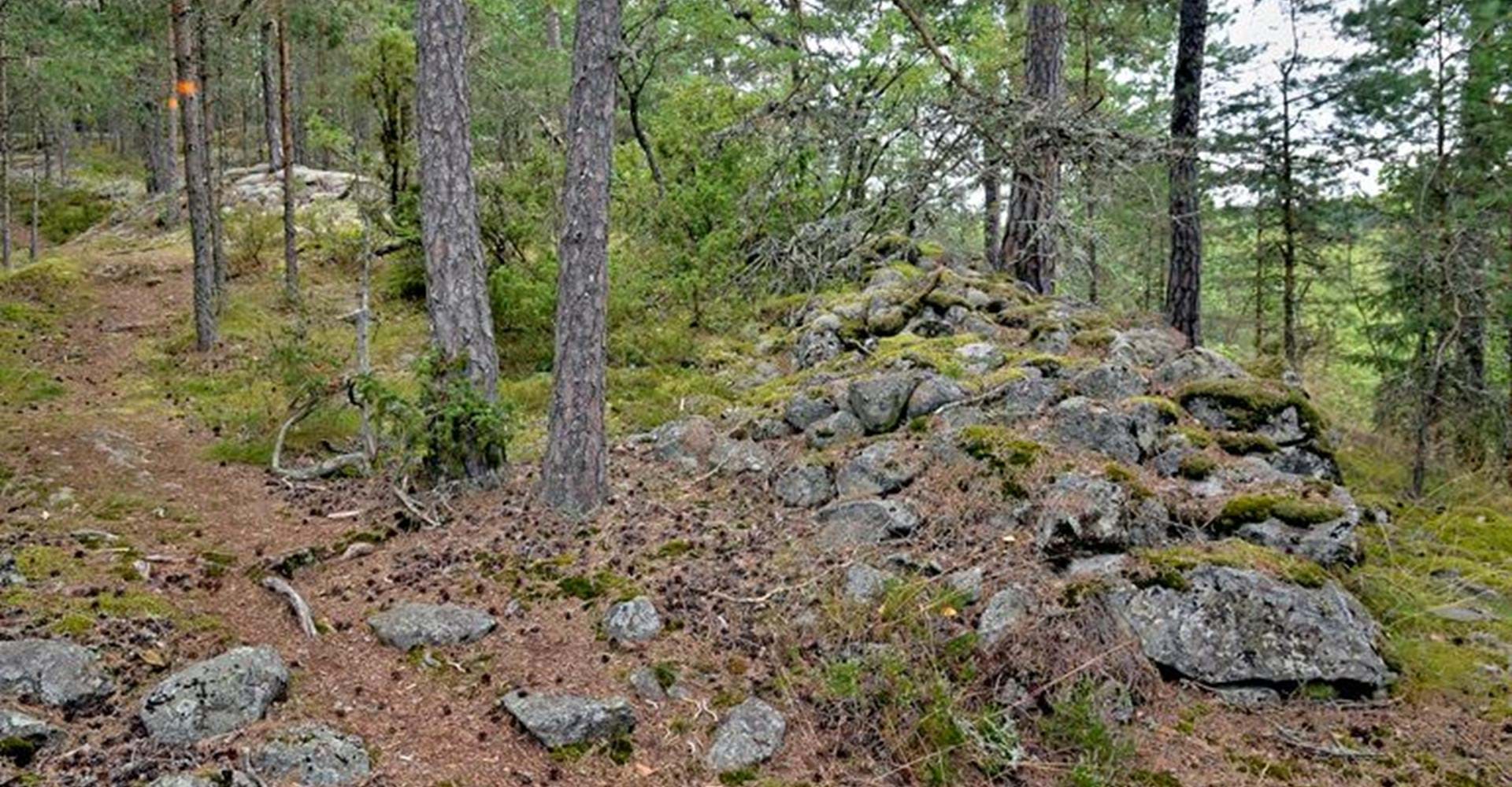 Östgötaled på fin stig Jursla gammelskog
Norrköping