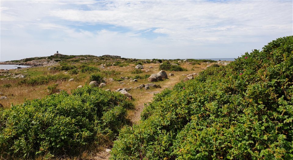 En stig omgiven av gröna buskar i naturreservatet
