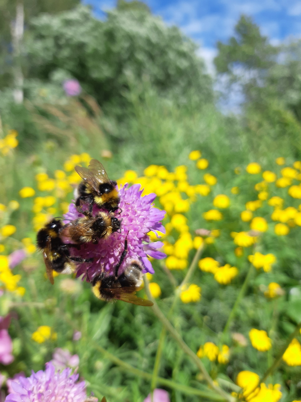 Gott om pollinerande insekter.