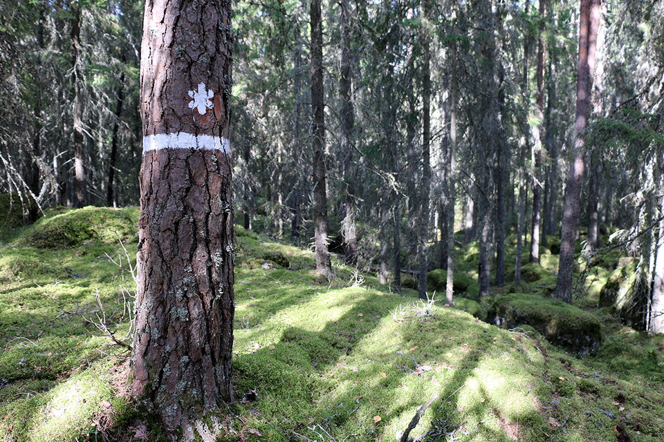 Granstam med reservatsmärkning i vitt.