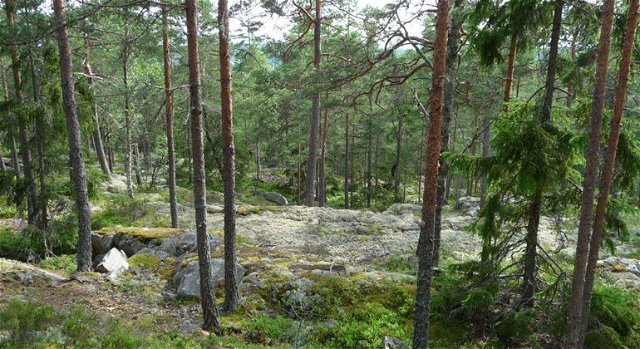 Blåberget vid Persbo naturreservat