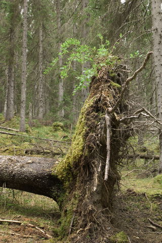 Mjövattenberget