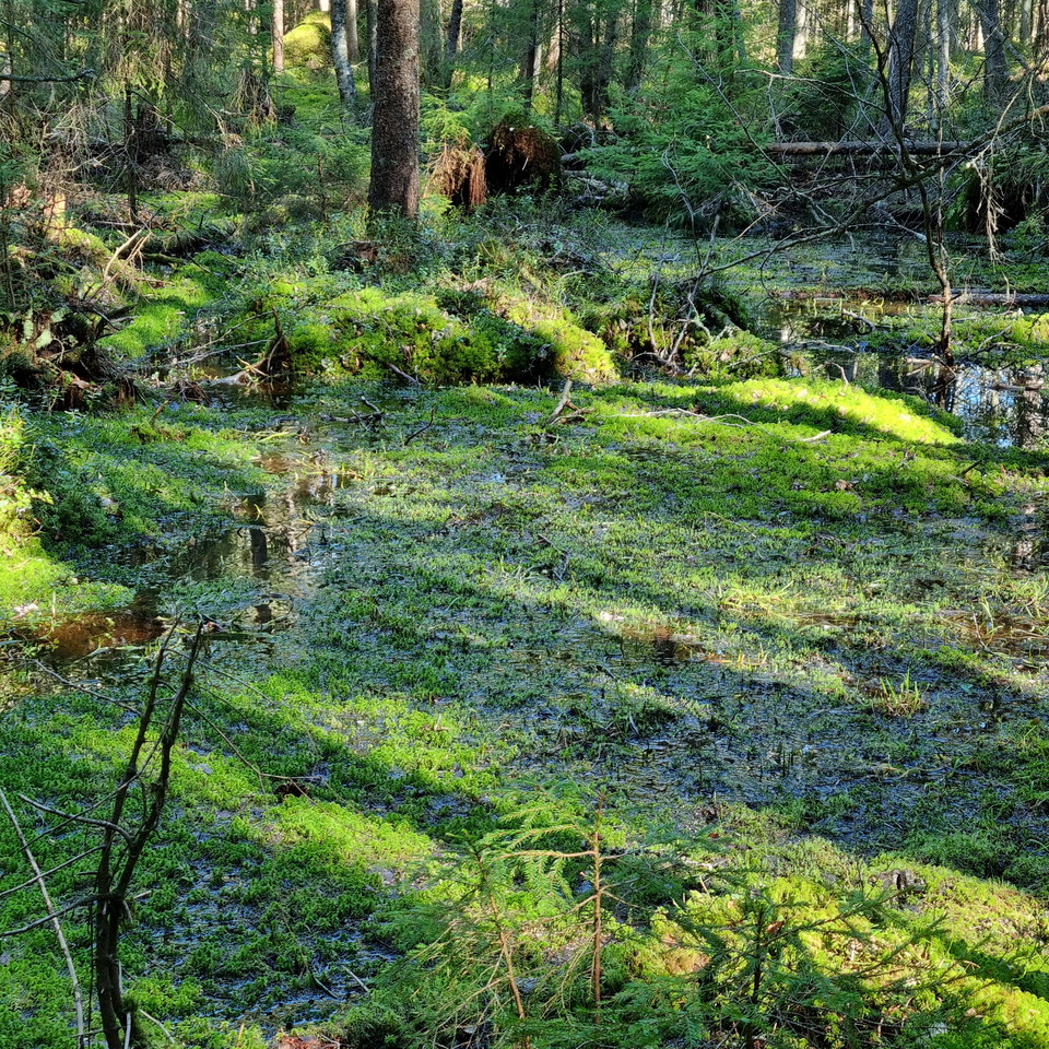 Vattenväxter i sankmark.