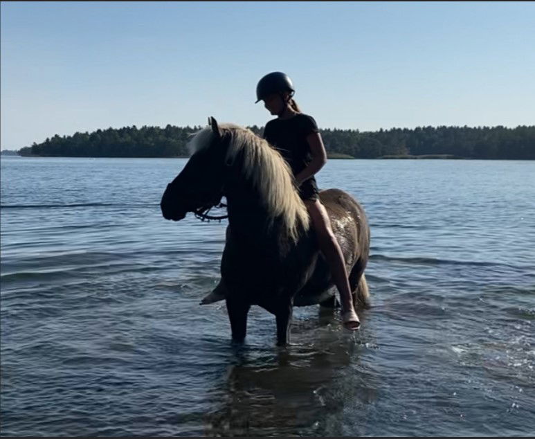 Häst som badar