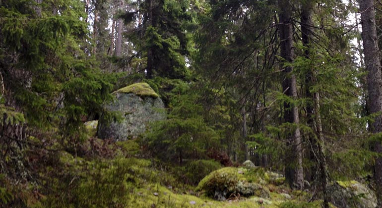 Getryggsområdet.