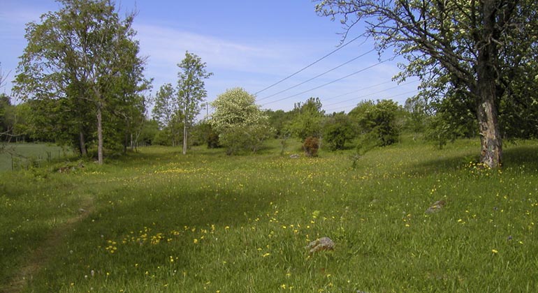 Betesmarken i Latorpsängarna.
