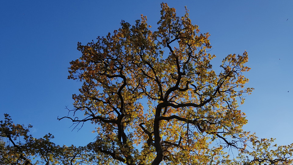 Ek vid Ekholmsnäs. Foto Lidingö stad