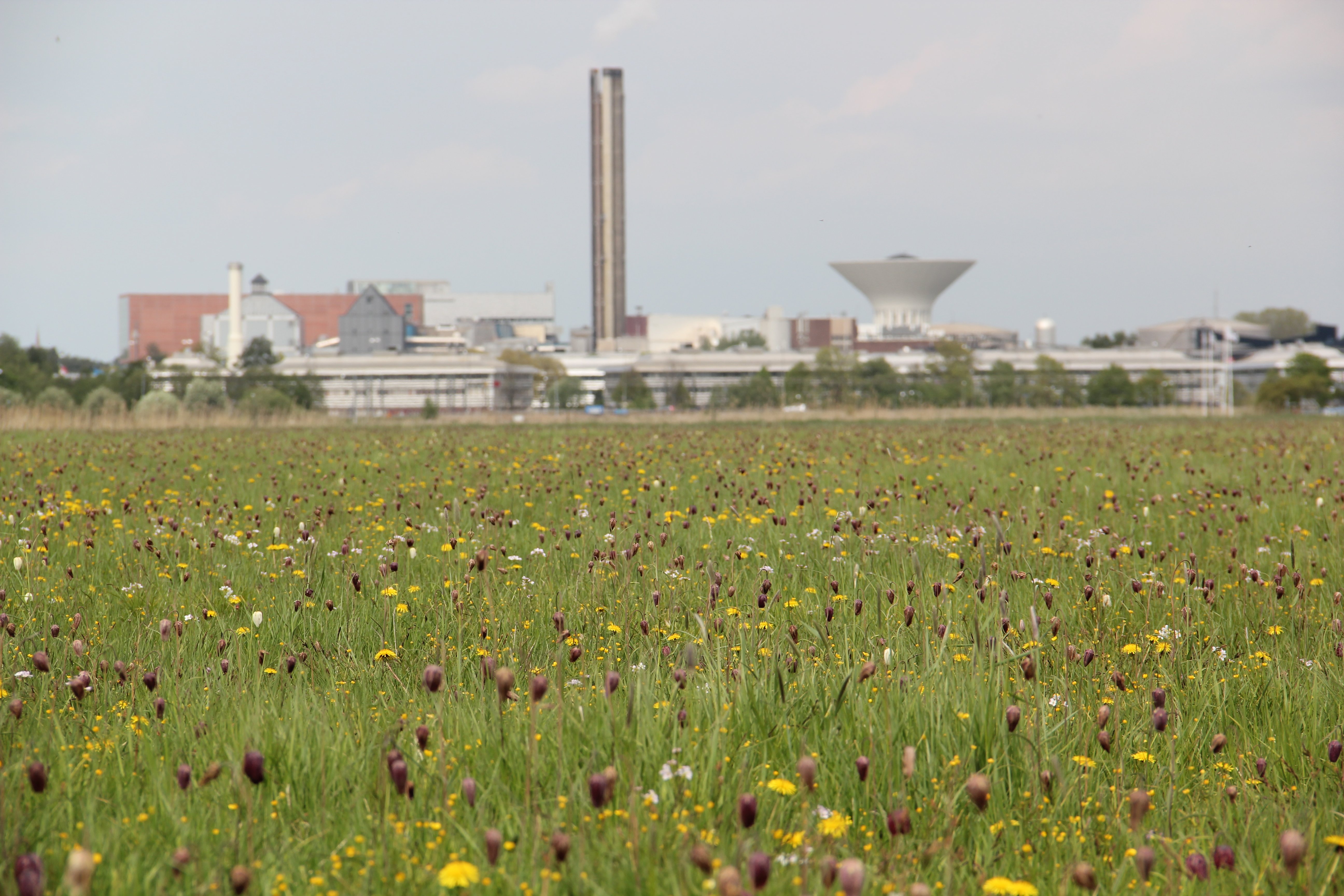En blomsteräng med mängder av blommor i lila, gult och vitt. I bakgrunden syns ett industriområde.