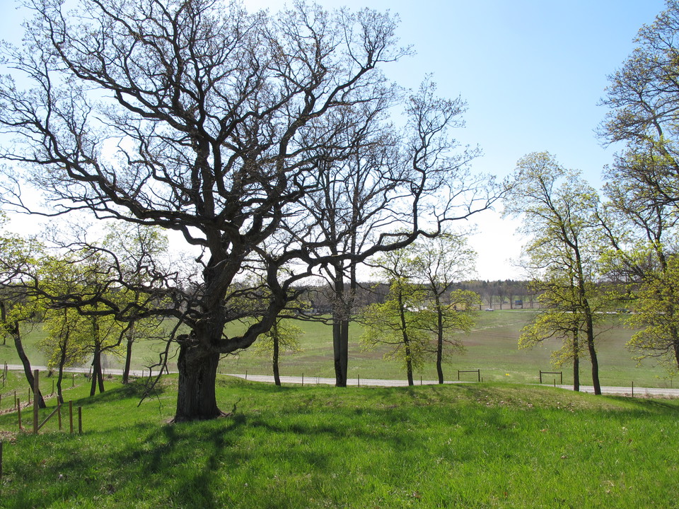 Ekar, Lovö naturreservat. Foto: Stefan Henriksson.