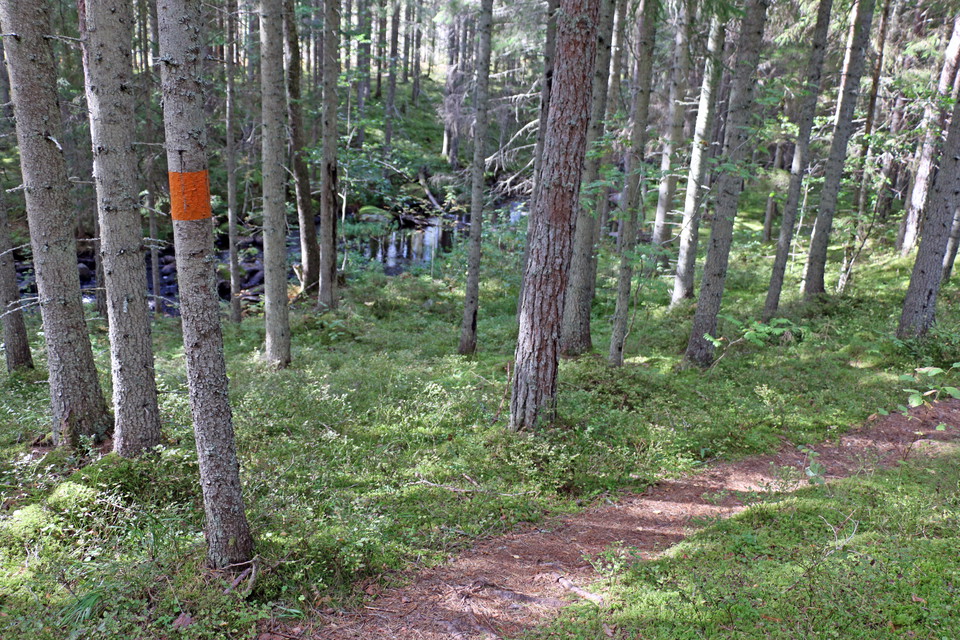Orangemarkerat träd längs stigen invid bäcken.