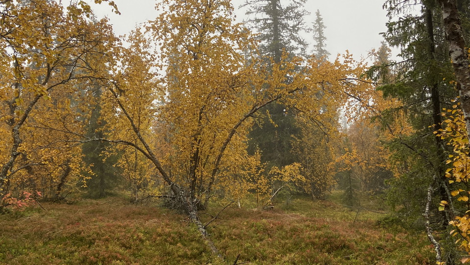 En skog med höstfärger. 