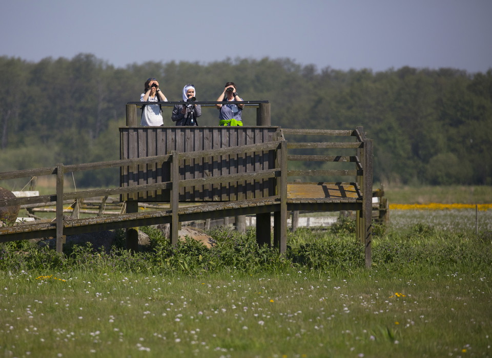 Skåda fågel i Vattenriket
