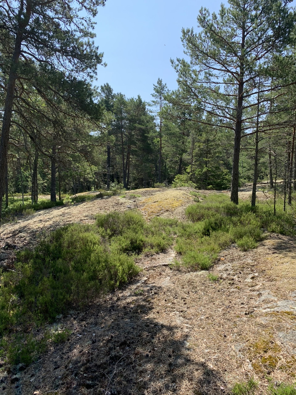 Hällmarker i Stickelsbergs naturreservat. 
