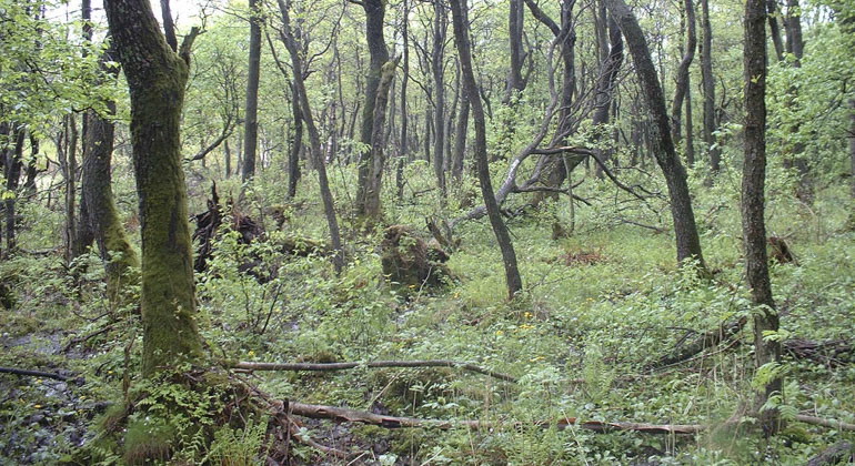 skog