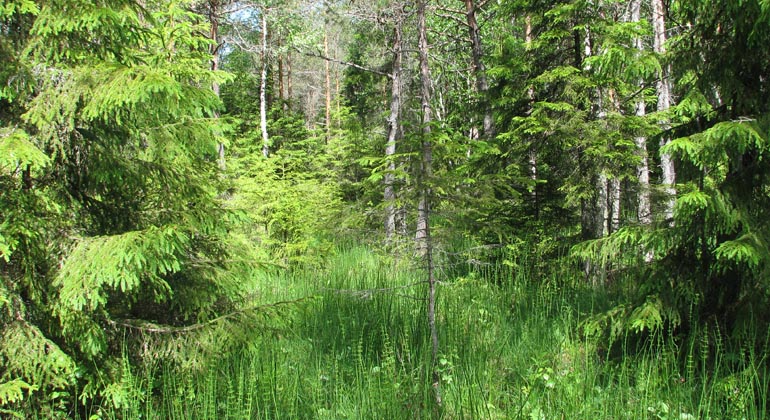 Ett av Styggmurarnas kärr med fräken i förgrunden.