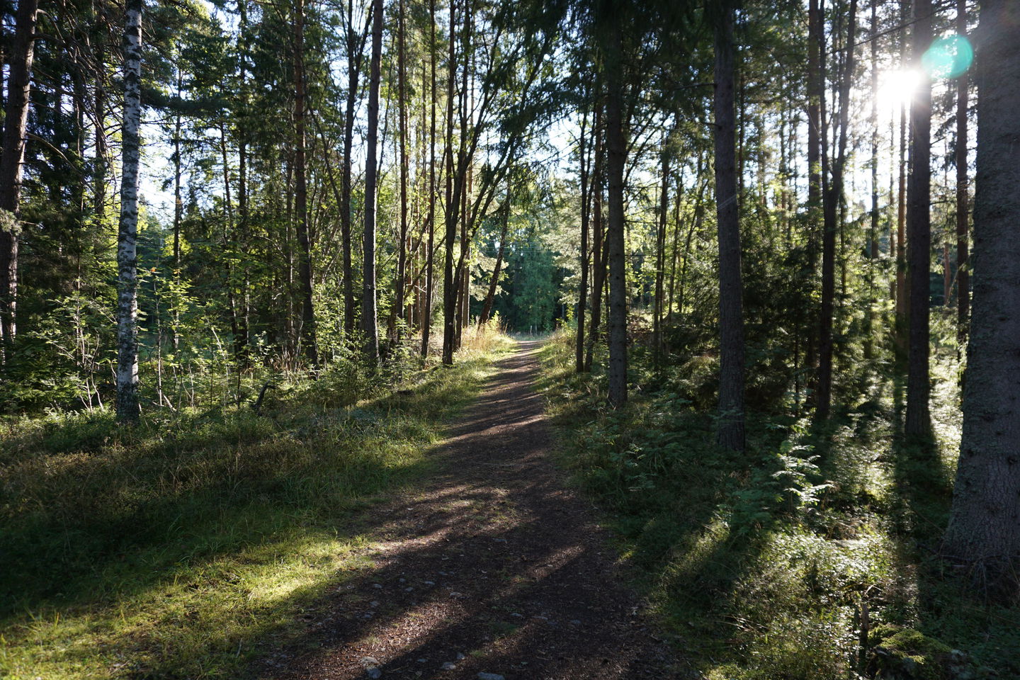 Skidstavallen motionsspår 