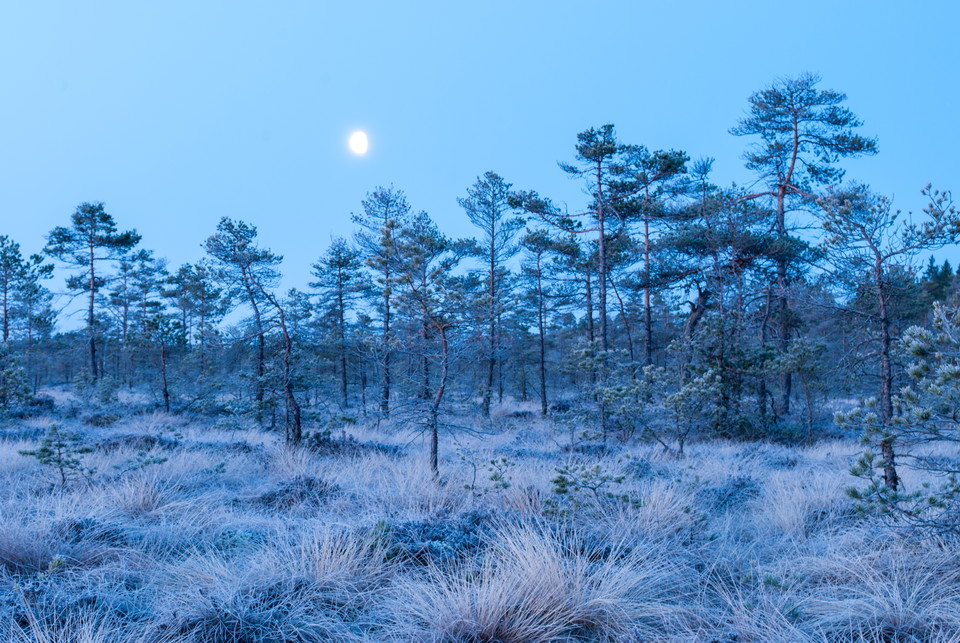 Fotograf: Tobias Ivarsson