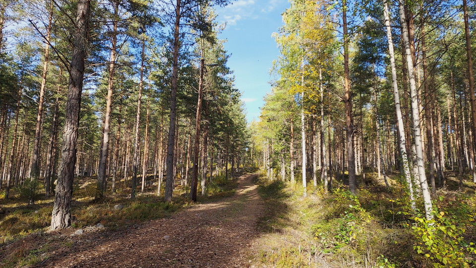 Tallåsens elljusspår