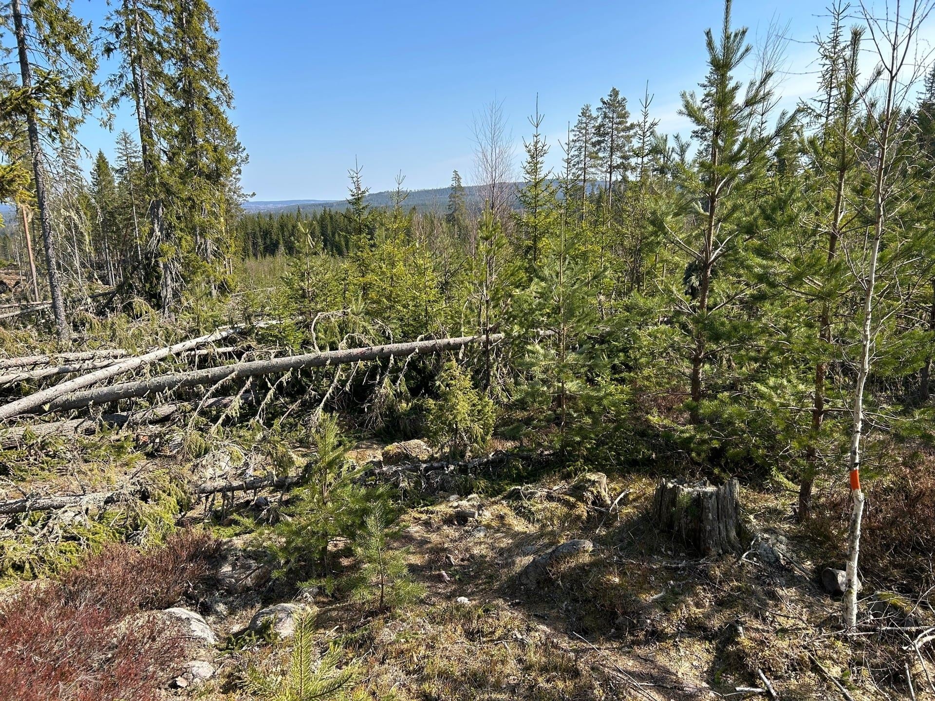 I spåren av stormen – heldagstur på Gästriketriangeln
