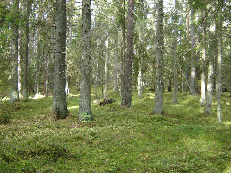 Smyg in bland gammelskogens granar i Gullunge naturreservat