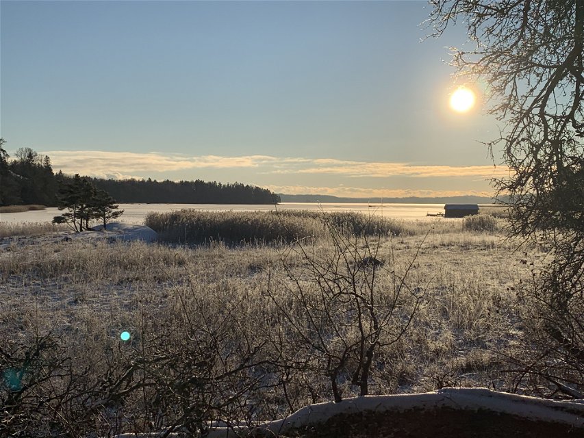Svärdsnäsvikens vassar i vintersol.