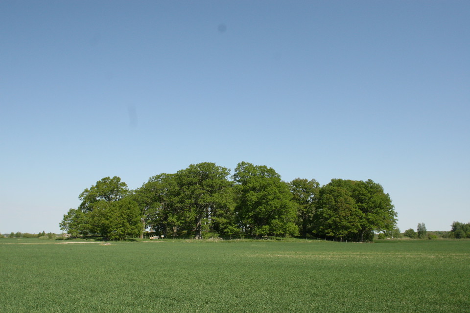 Kulle med ekar i ett åkerlandskap, grön gröda, blå himmel.
