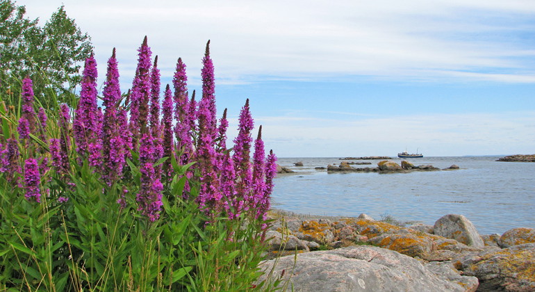 Fackelblomster.